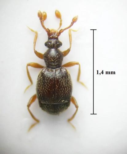 Réf. 247 088 : Bythinus macropalpus